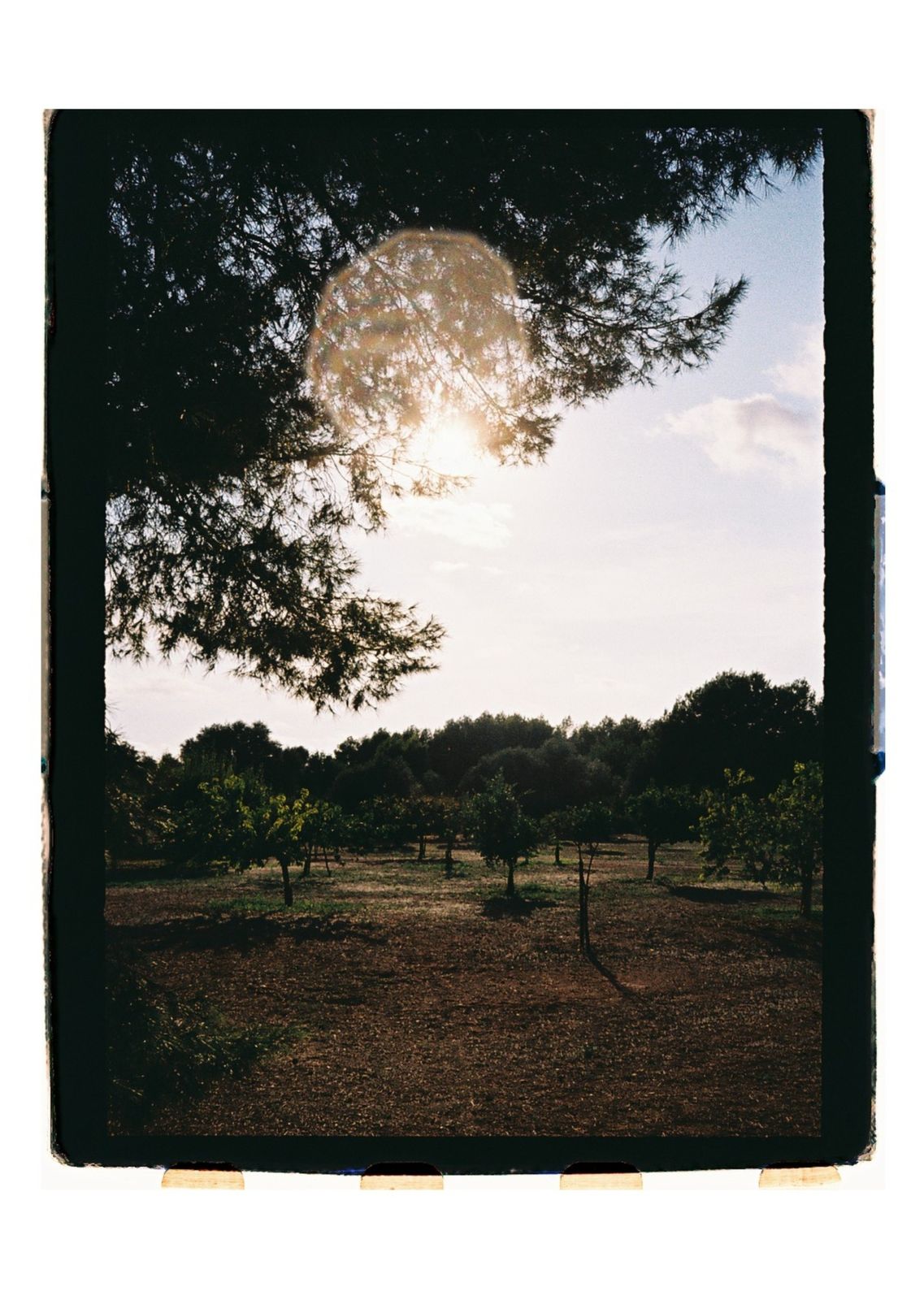 Chloe and Shaun's wedding on 35mm film at Son Sampol, Llucmajor, Mallorca