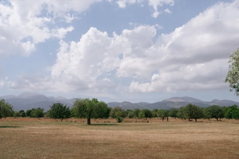 The flat fields and almond trees with the mountains behind, Finca Binissatí, Mallorca