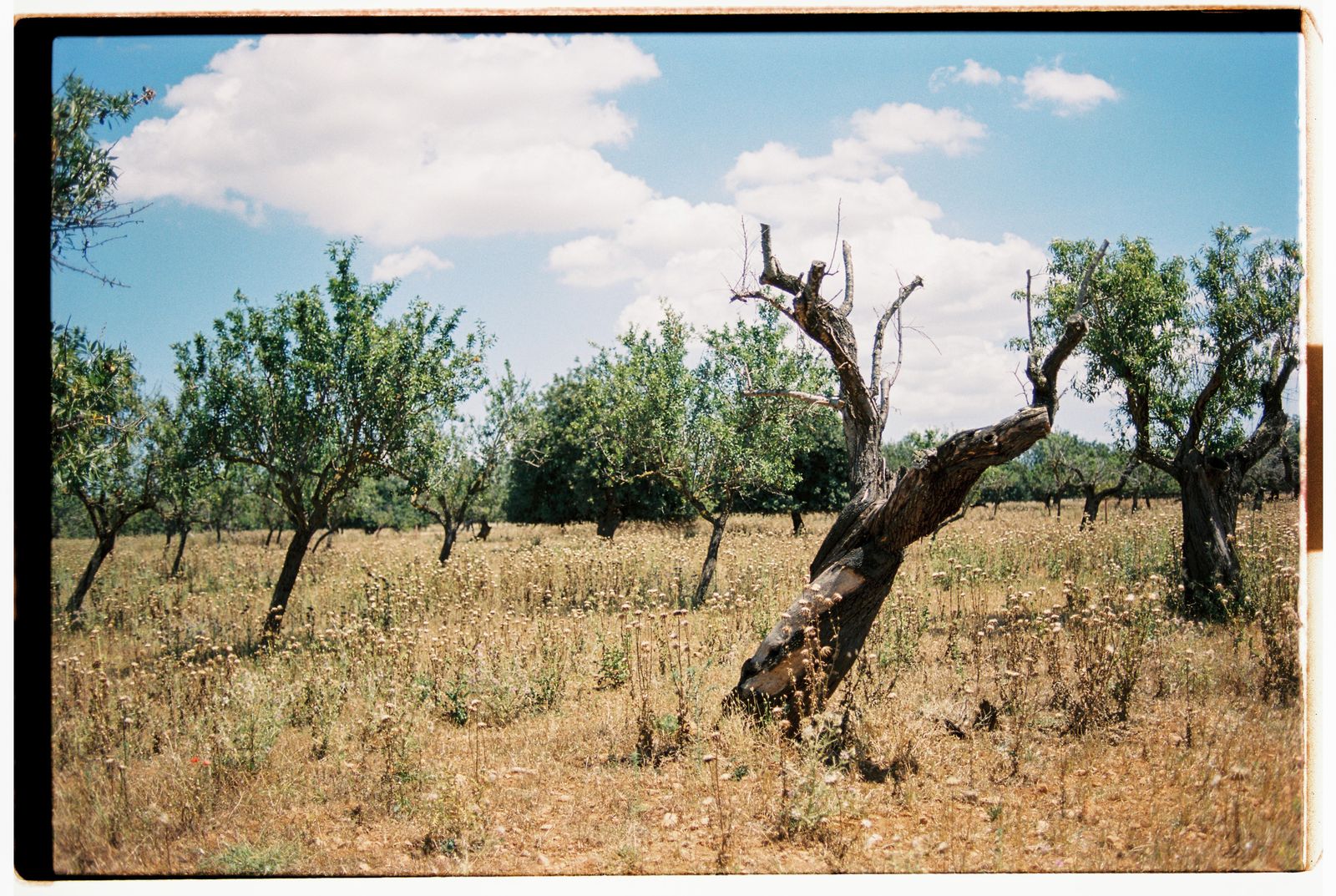 Michelle and Moisés's wedding on 35mm film at Finca Binissatí, Mallorca