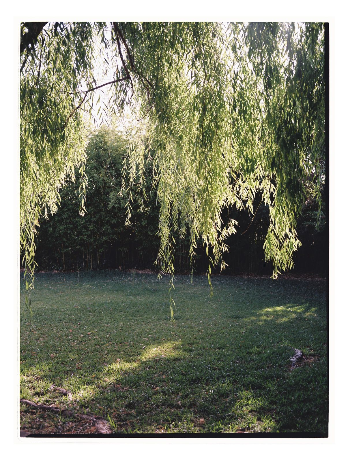 Couple session photograph on 35mm film in Sineu, Mallorca